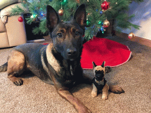 Facebook post from the holidays, with Steffi and her stuffed animal counterpart.