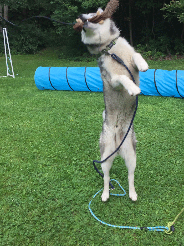 Almosta Ranch Almosta Ranch K9 Learning Center Provides Fun Day Care for Dogs - OnFocus